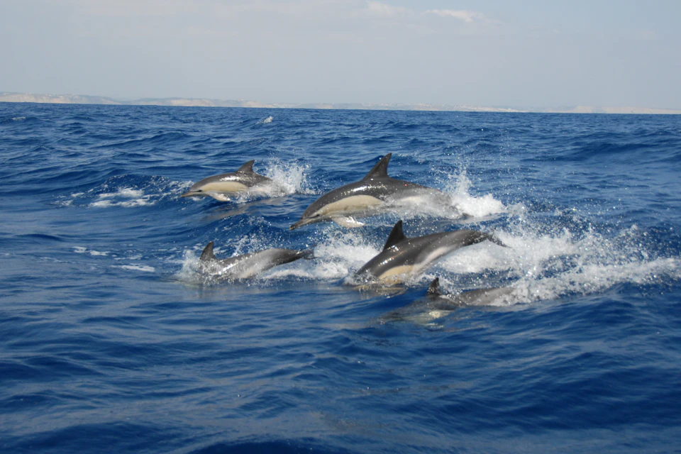 Common dolphins