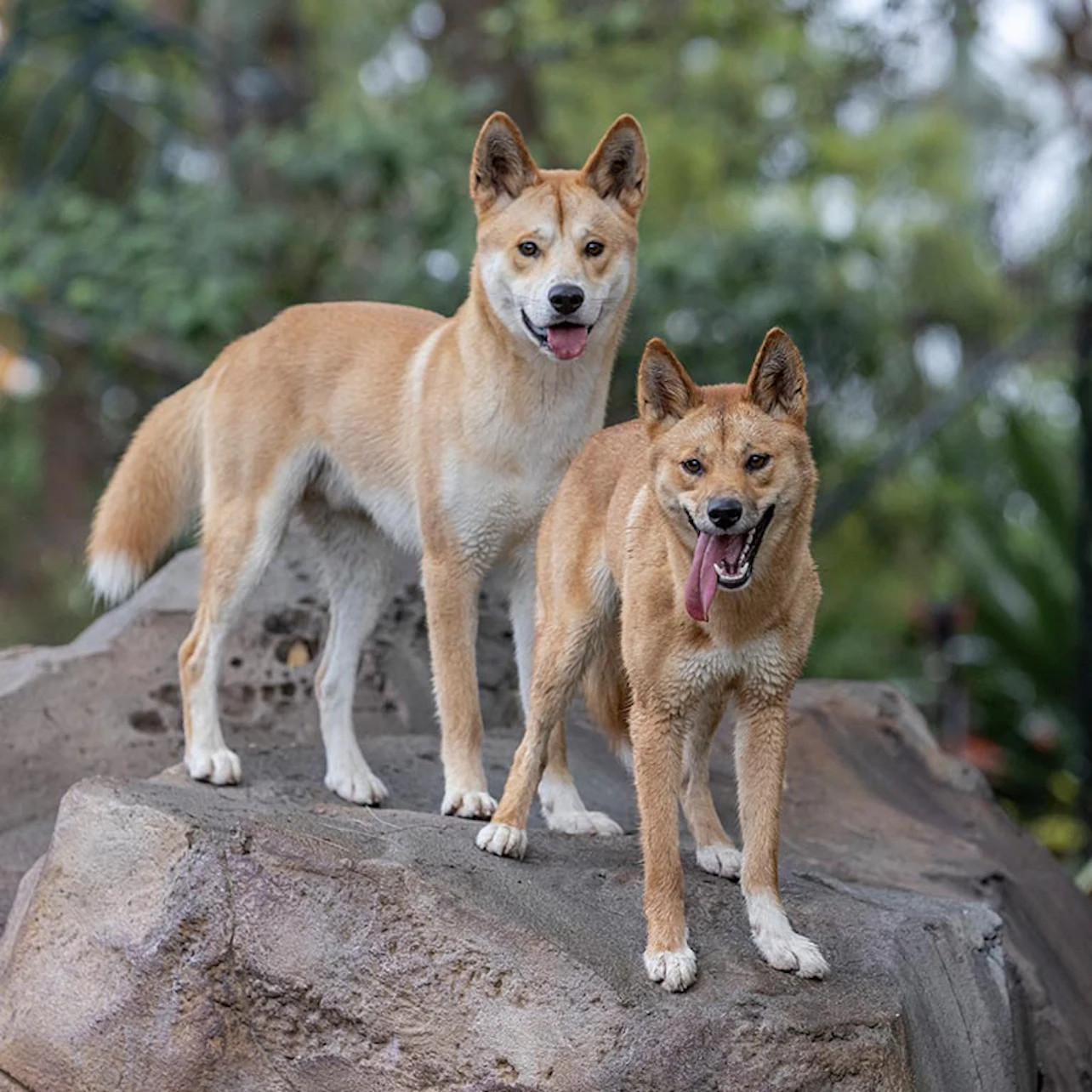 Taronga Zoo Sydney: Entry Ticket in Sydney β Tiqets