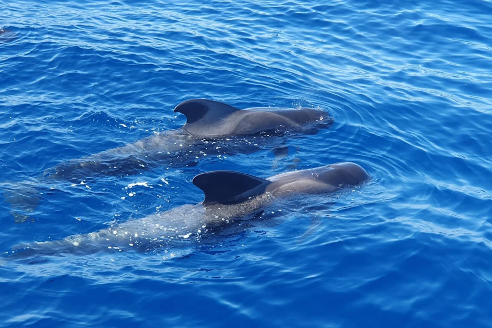 Pair of short-finned pilot whales.