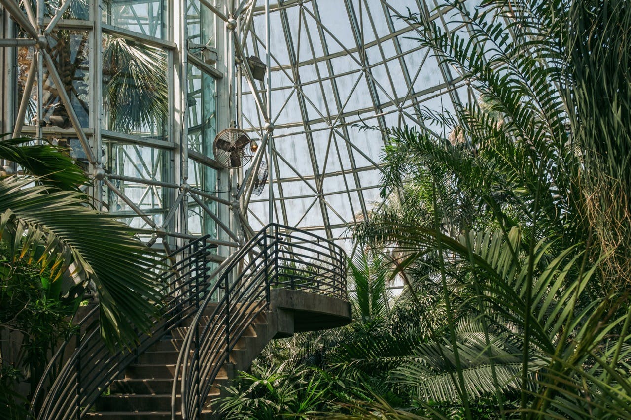 Un hivernacle amb un marc metàl·lic, plantes tropicals i una escala que condueix cap amunt.