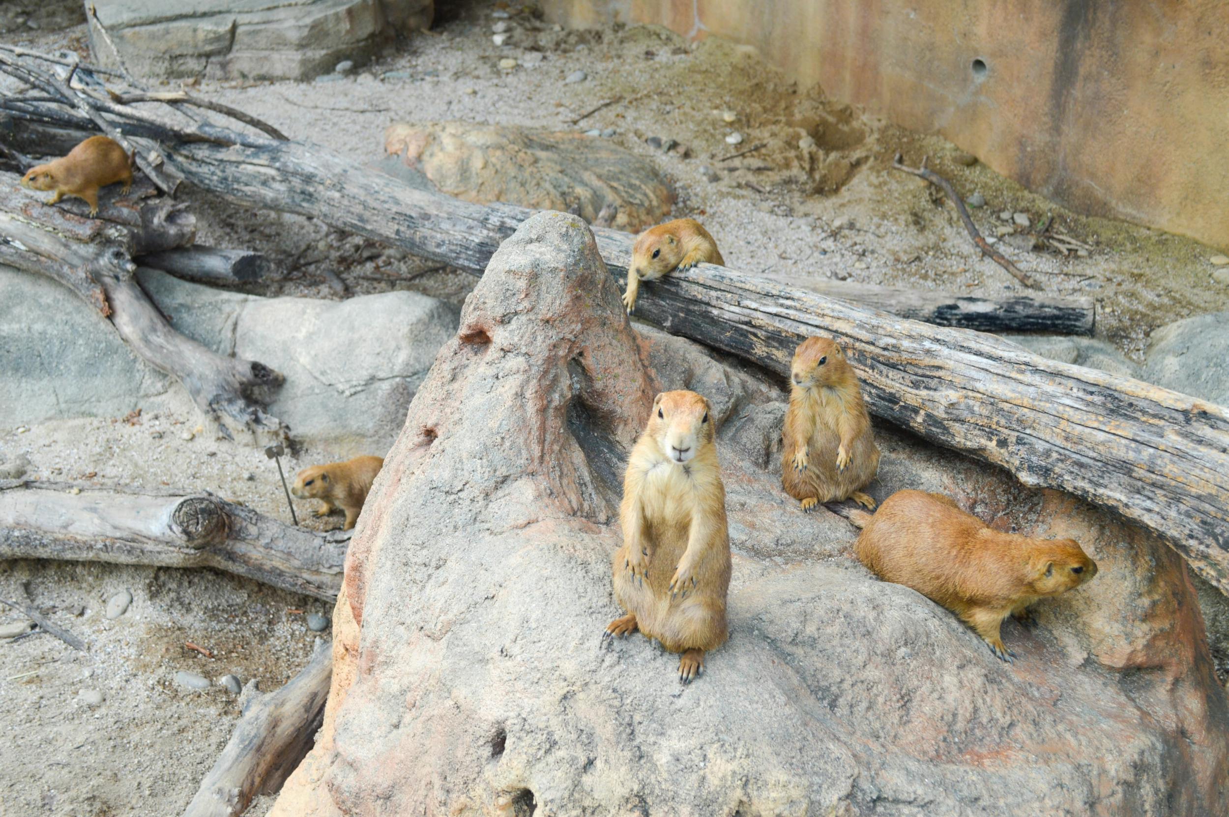 Several prairie dogs on rocks and logs in a sandy enclosure, with one standing upright in the foreground.