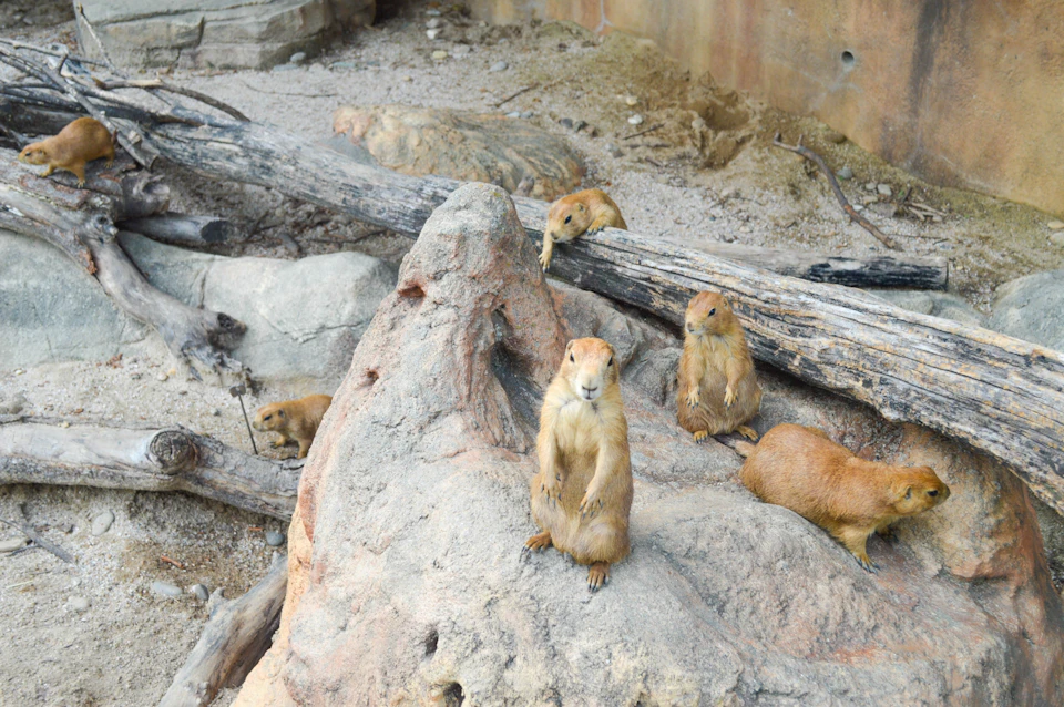 Seoul Zoo: 2 Elevator Access + Entry Ticket Set
