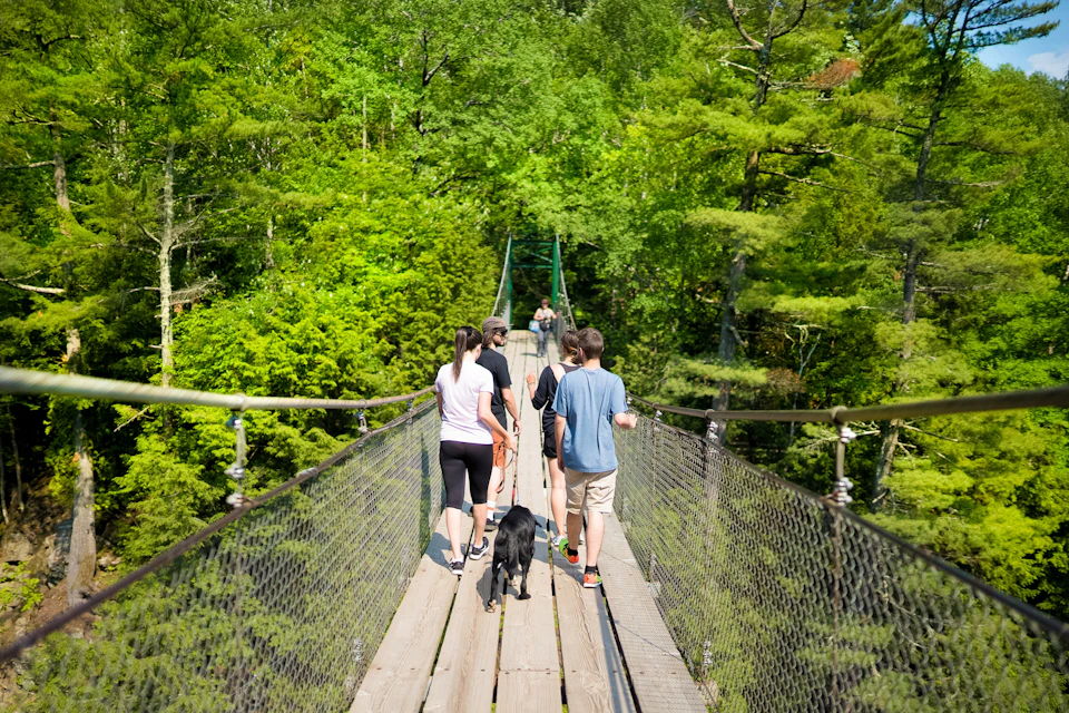 A group of people and a dog walking on a suspension bridge surrounded by lush green trees on a sunny day.