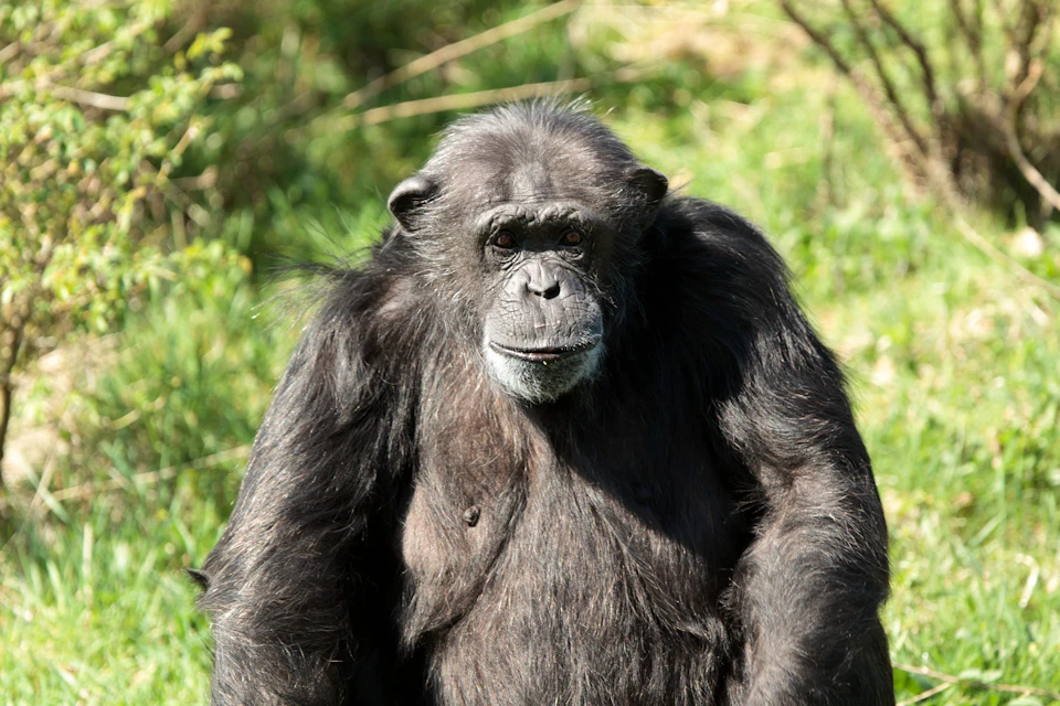 A chimpanzee