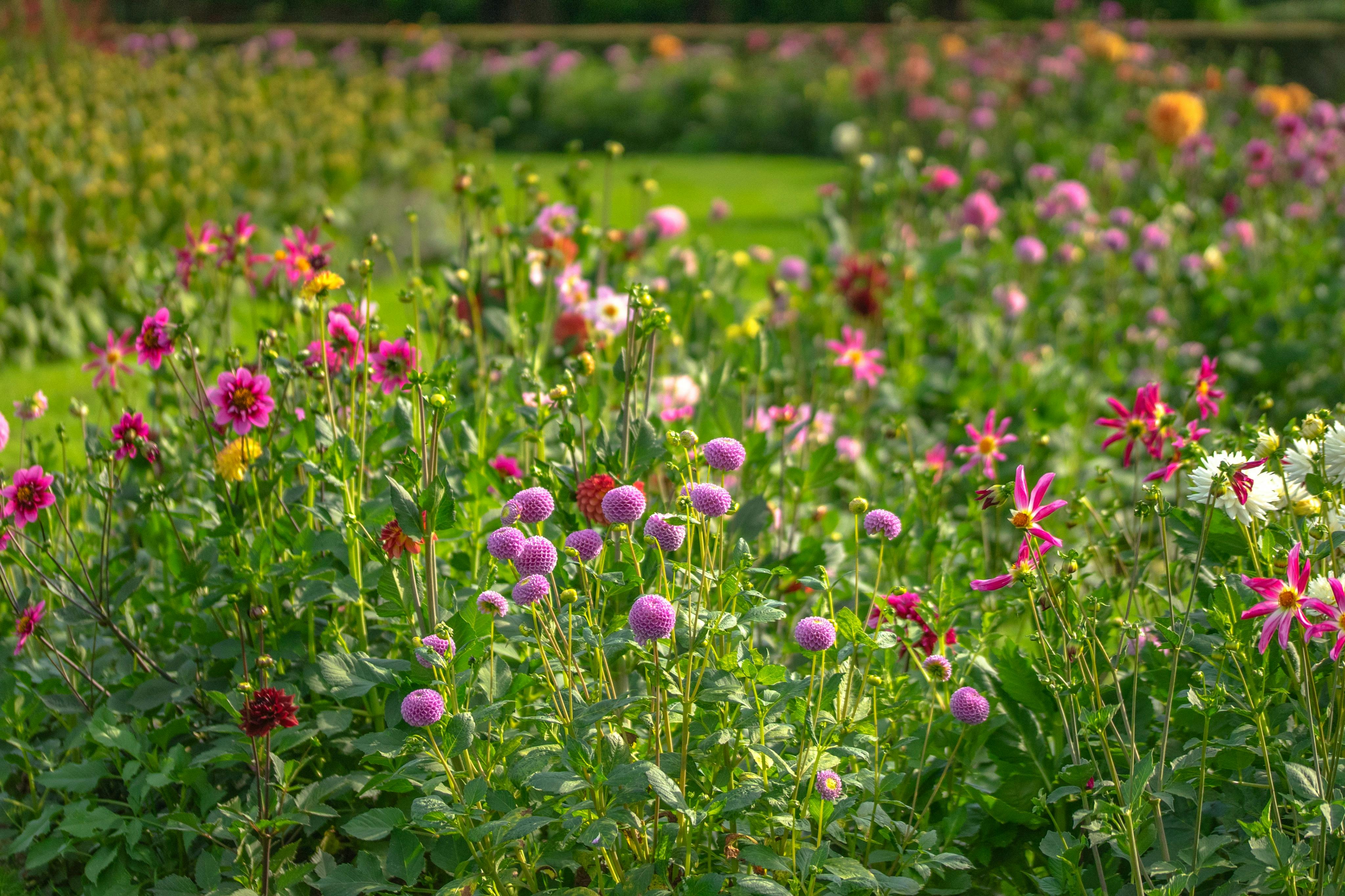 Flowerpark Appeltern的Dahliaborders。