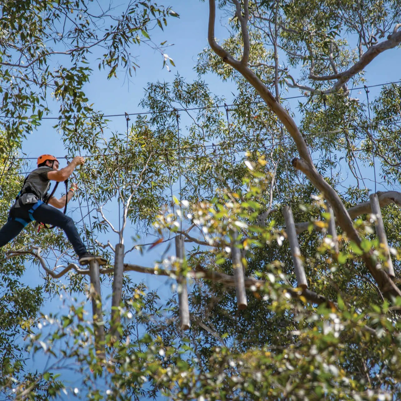 Western Sydney: Treetops Adventure in Abbotsbury β Tiqets