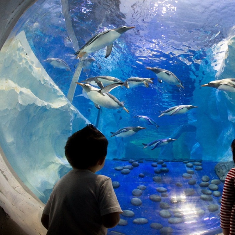 Billets Seaquarium, aquarium au GrauduRoi Tiqets Billets Seaquarium, aquarium au GrauduRoi Tiqets