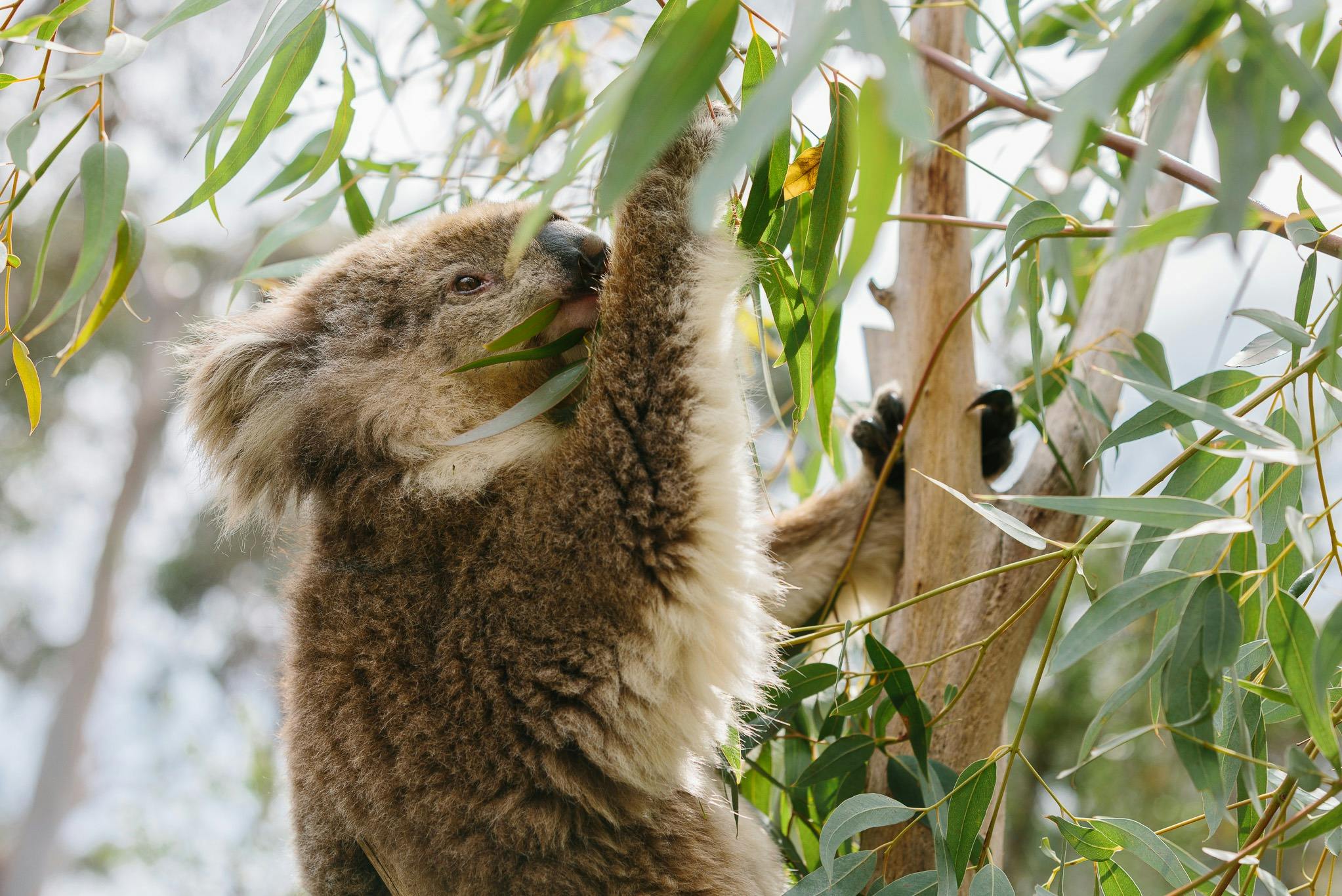 A koala clings to a tree while eating eucalyptus leaves, surrounded by green foliage.