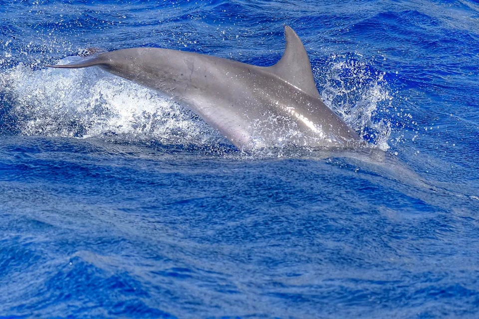dolphins