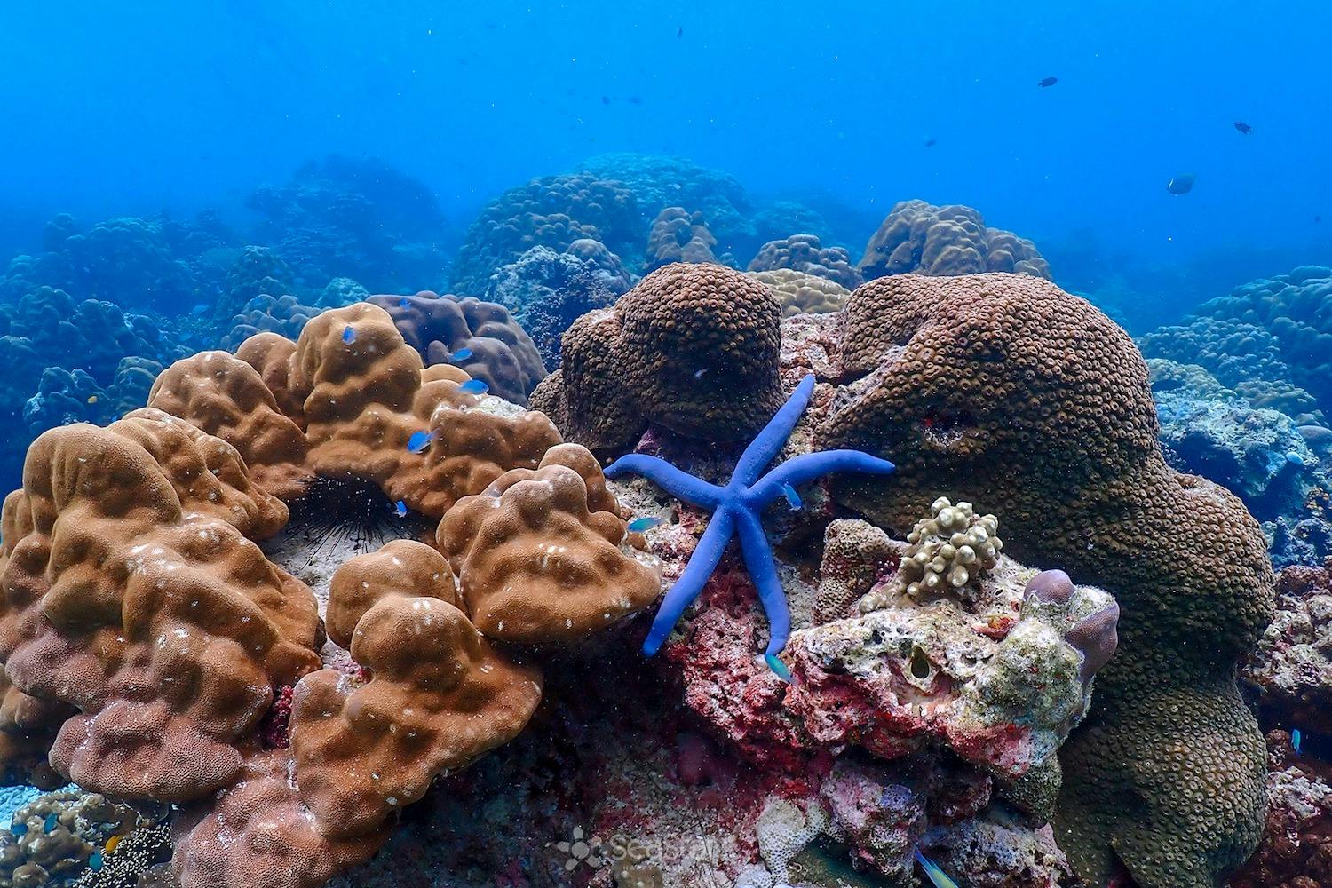 Snorkel and discover a paradise under the sea.