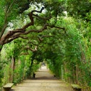 The exotic plants of Boboli Gardens