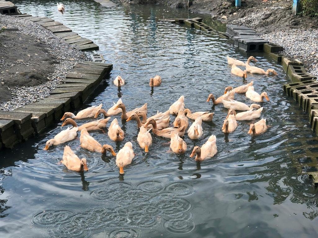 A group of ducks swimming in a narrow water channel surrounded by gravel and concrete edges.