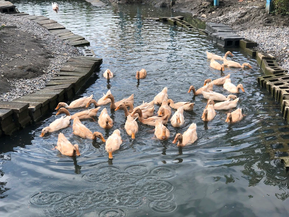 A group of ducks swimming in a narrow waterway surrounded by gravel and concrete embankments.