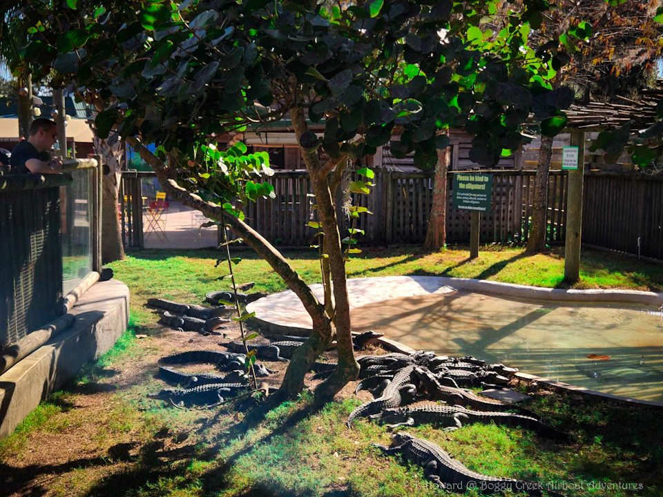 Gator Pond - You can feed the alligators to.