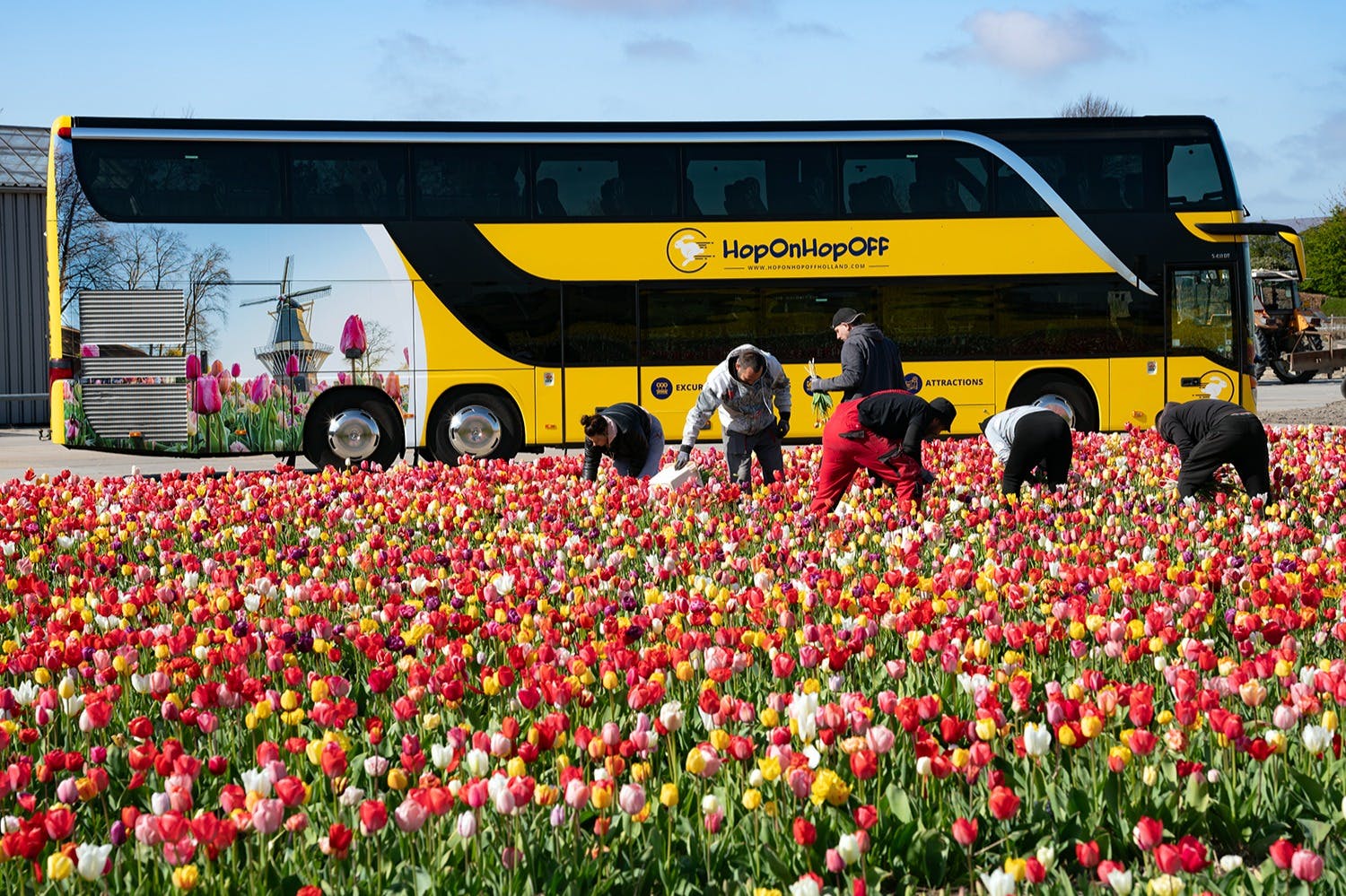 People picking flowers in a vibrant tulip field with a yellow tourist bus and a windmill image in the background.