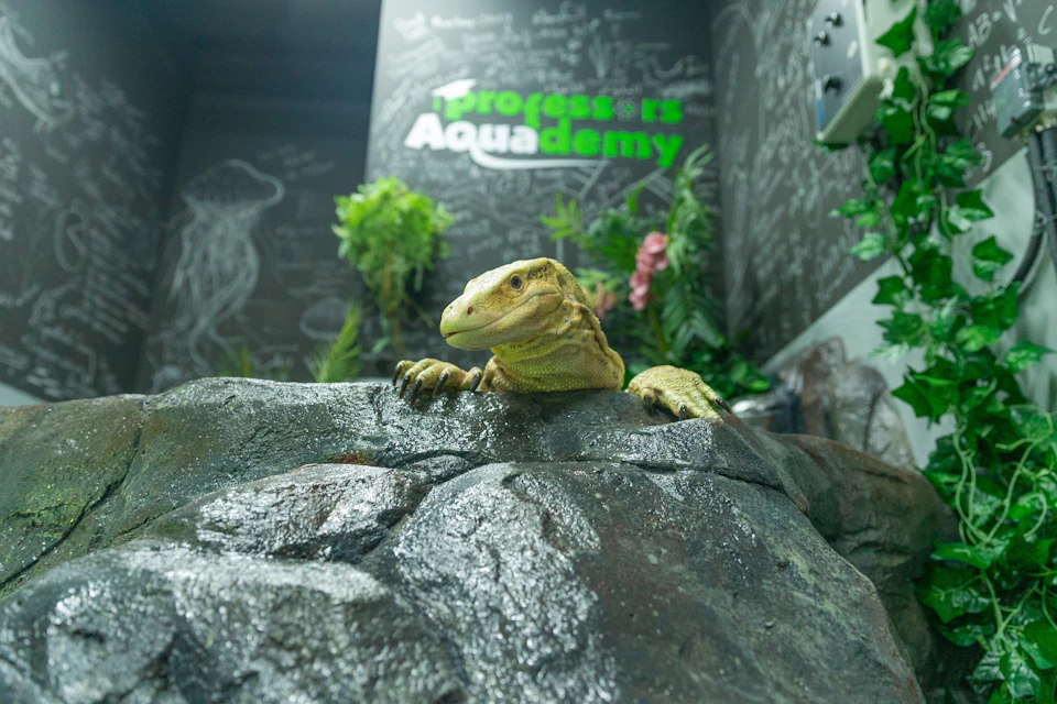 The National Aquarium Abu Dhabi