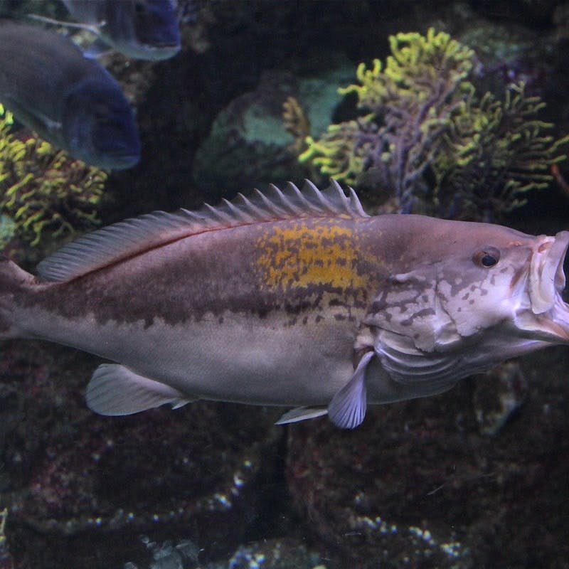 Duża, brązowawa ryba pływająca w akwarium w pobliżu kolorowego korala.