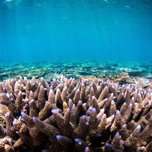 Great Barrier Reef & MOUA: Boat Tour + Snorkeling + Lunch