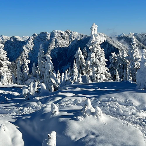 Vancouver: Visita guiada com raquetes de neve - Photo 3