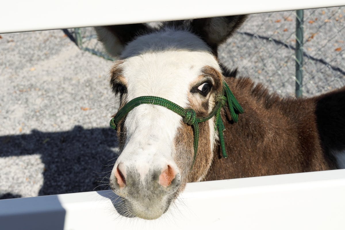 Close-up of a donkey’s face wearing a green halter, peeking through a white fence. Background includes gravel ground and a green fence.