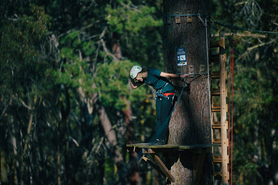 High among the tree tops