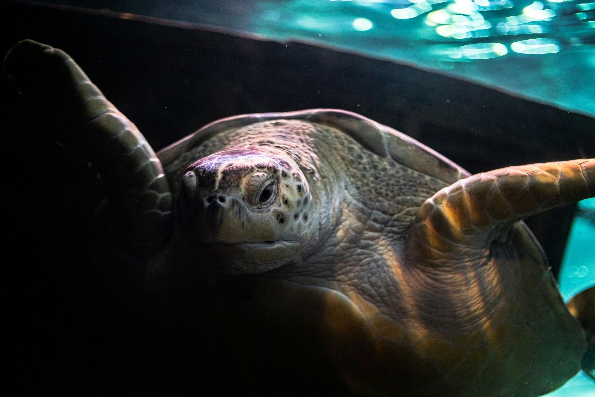 Ripley 's Aquarium of the Smokies