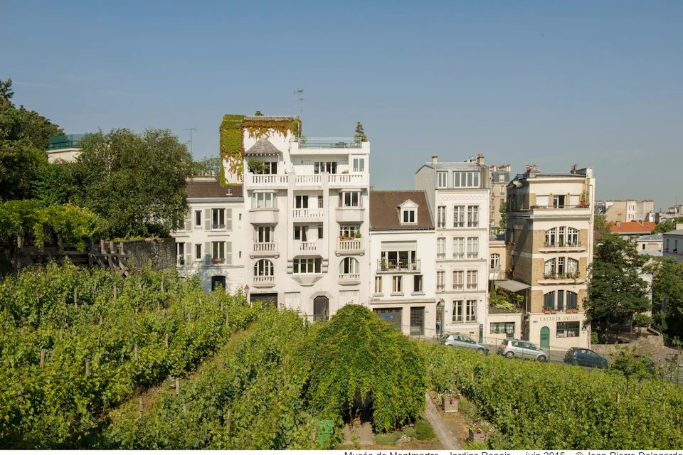 View of the Clos Montmartre vineyards from the Renoir gardens.