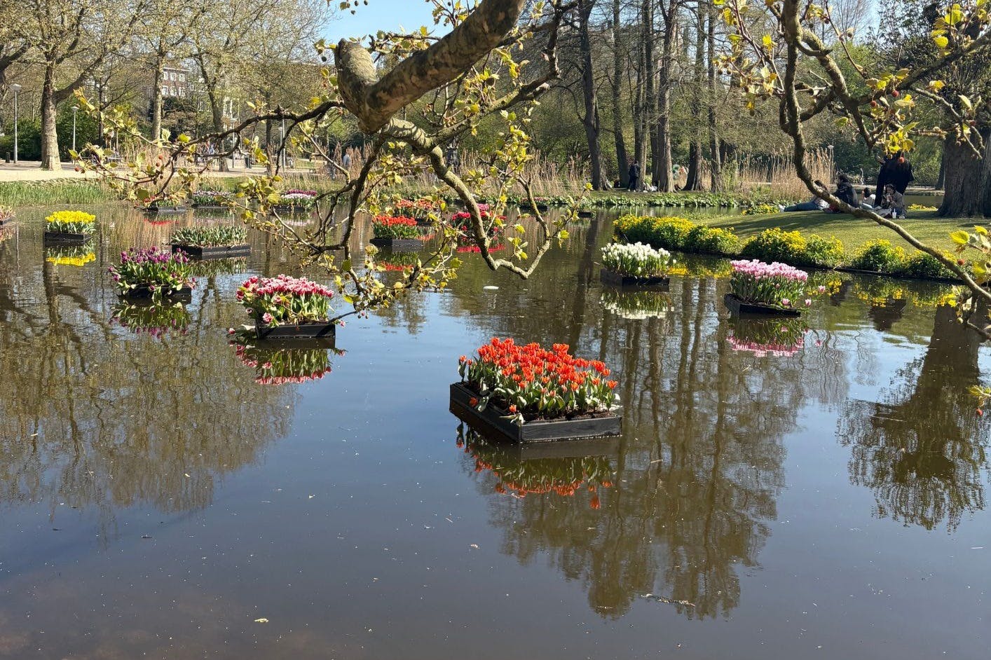 Experience the beautiful parks of Amsterdam in full bloom! 🌷