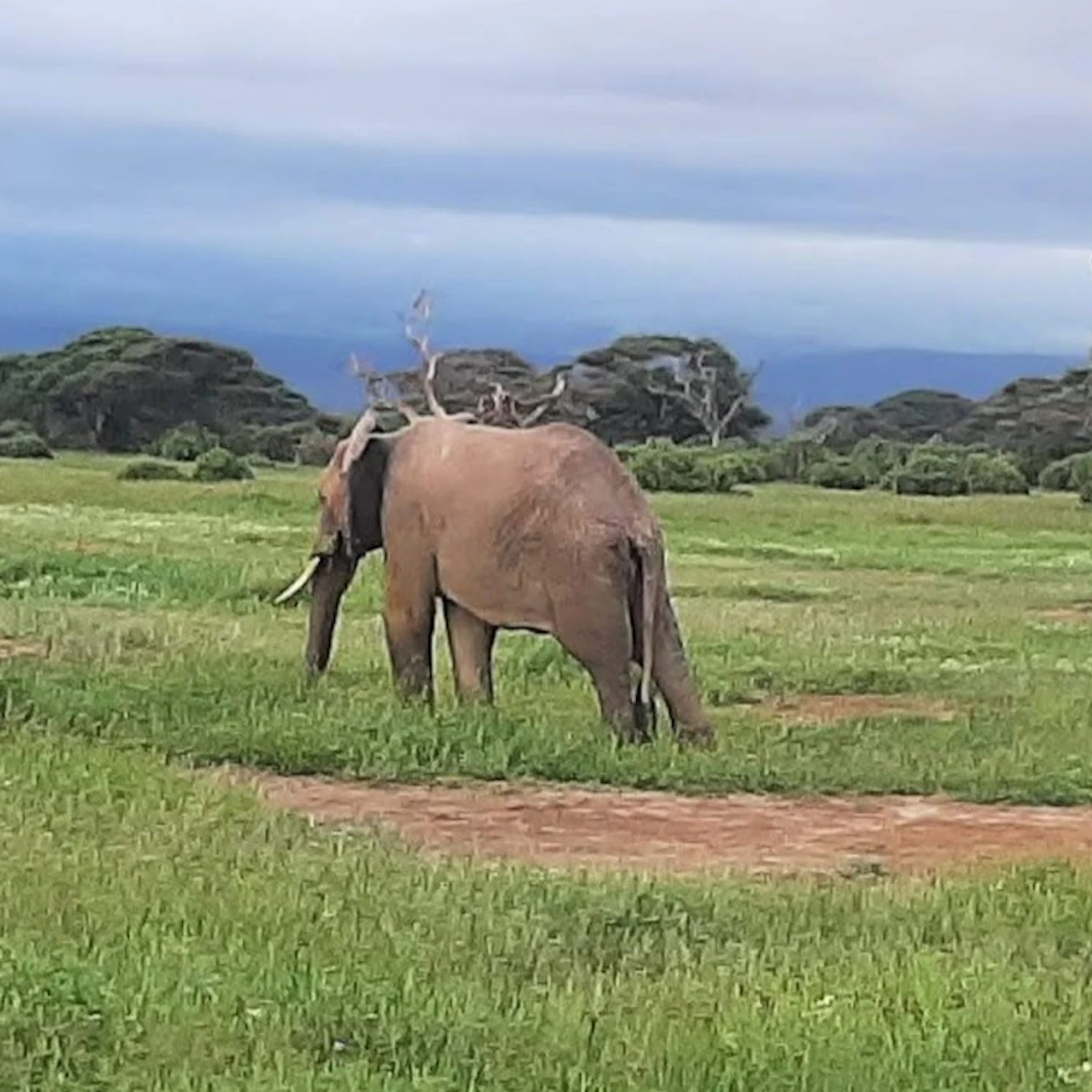 Elephant