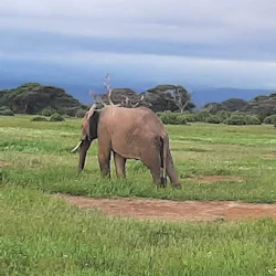 Amboseli National Park: Day Trip from Nairobi 3