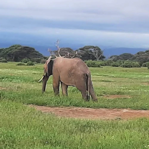 Amboseli National Park: Day Trip from Nairobi - Photo 3