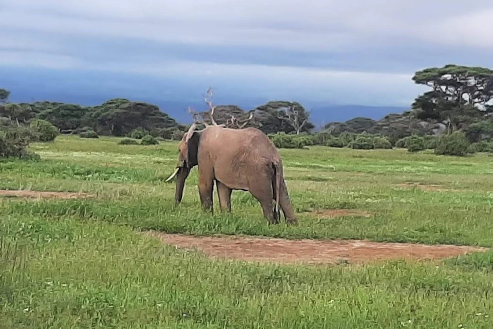 Elephant