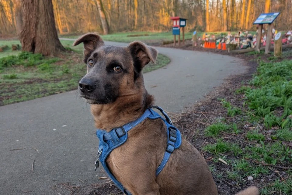 A brown dog with a blue harness sitting on a path in a park with trees and a small structure in the background.