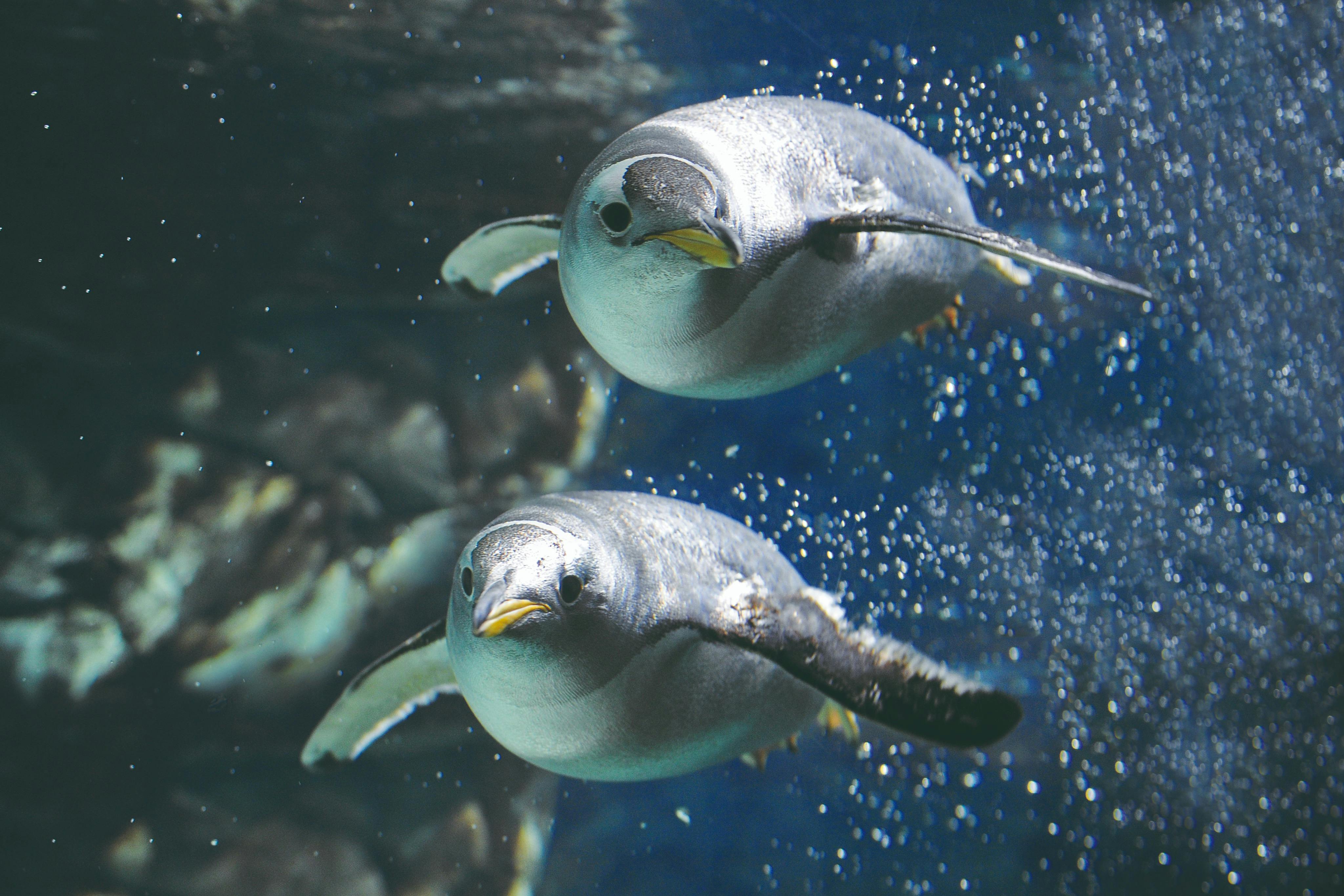 Penguins - Genoa Aquarium