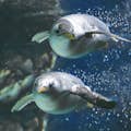 Пингвины: аквариум Генуи