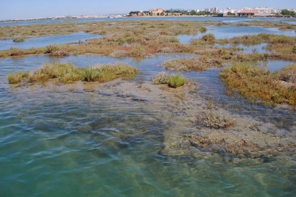 Crystal water covering the marshes as the tide rises