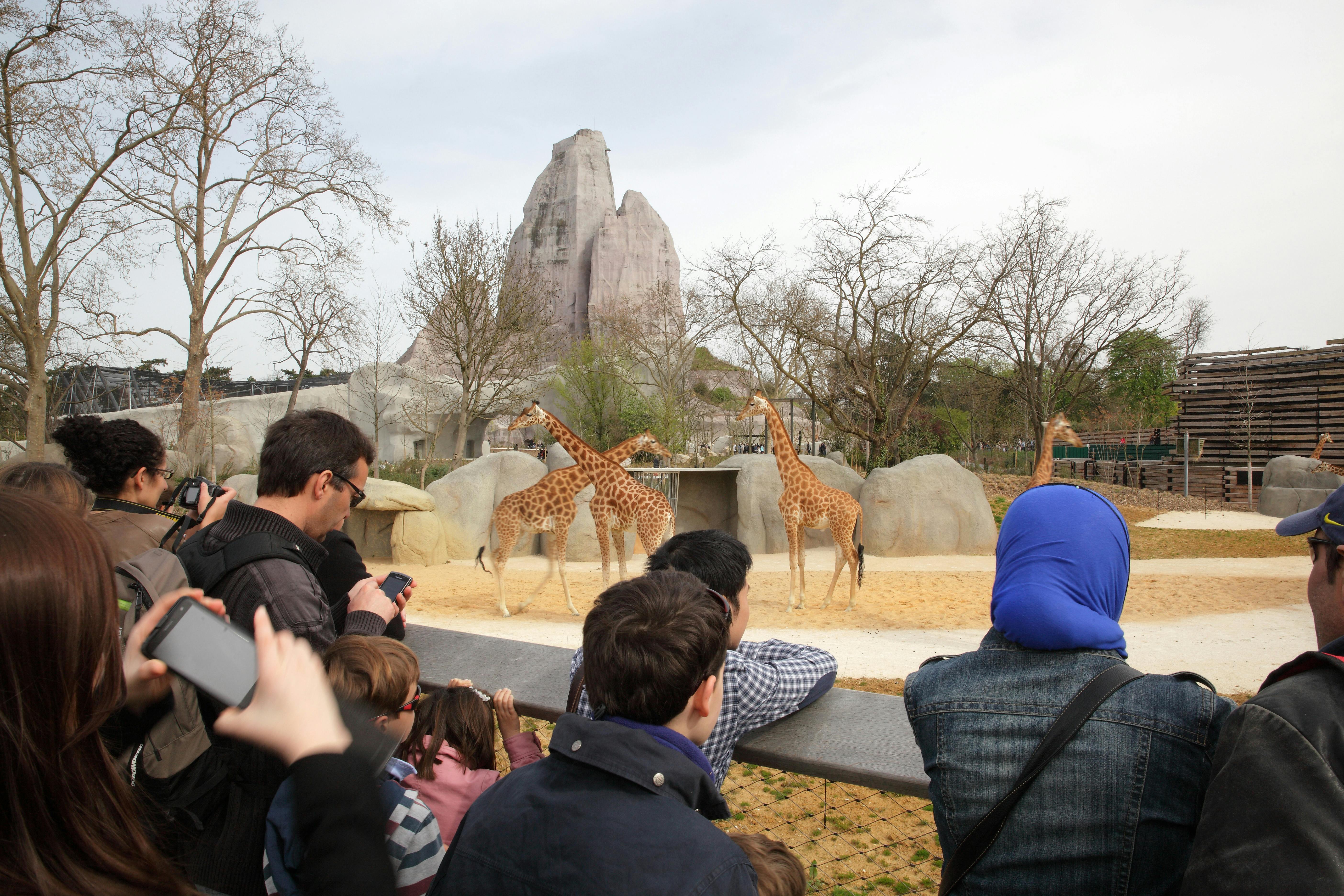 野外動物園の囲いの中で、岩や木を背景に3匹のキリンを観察し、写真を撮っている群衆。