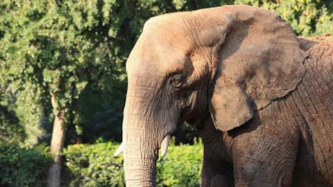 Close-up of an elephant with wrinkled skin and large ears, against a backdrop of green trees and foliage.