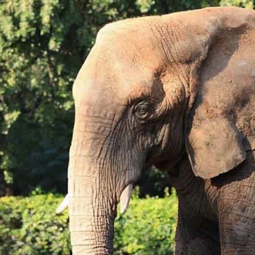 Close-up of an elephant with wrinkled skin and large ears, against a backdrop of green trees and foliage.