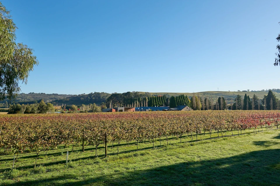 A vineyard under a clear blue sky, with rows of grapevines, a distant building, and trees on rolling hills in the background.