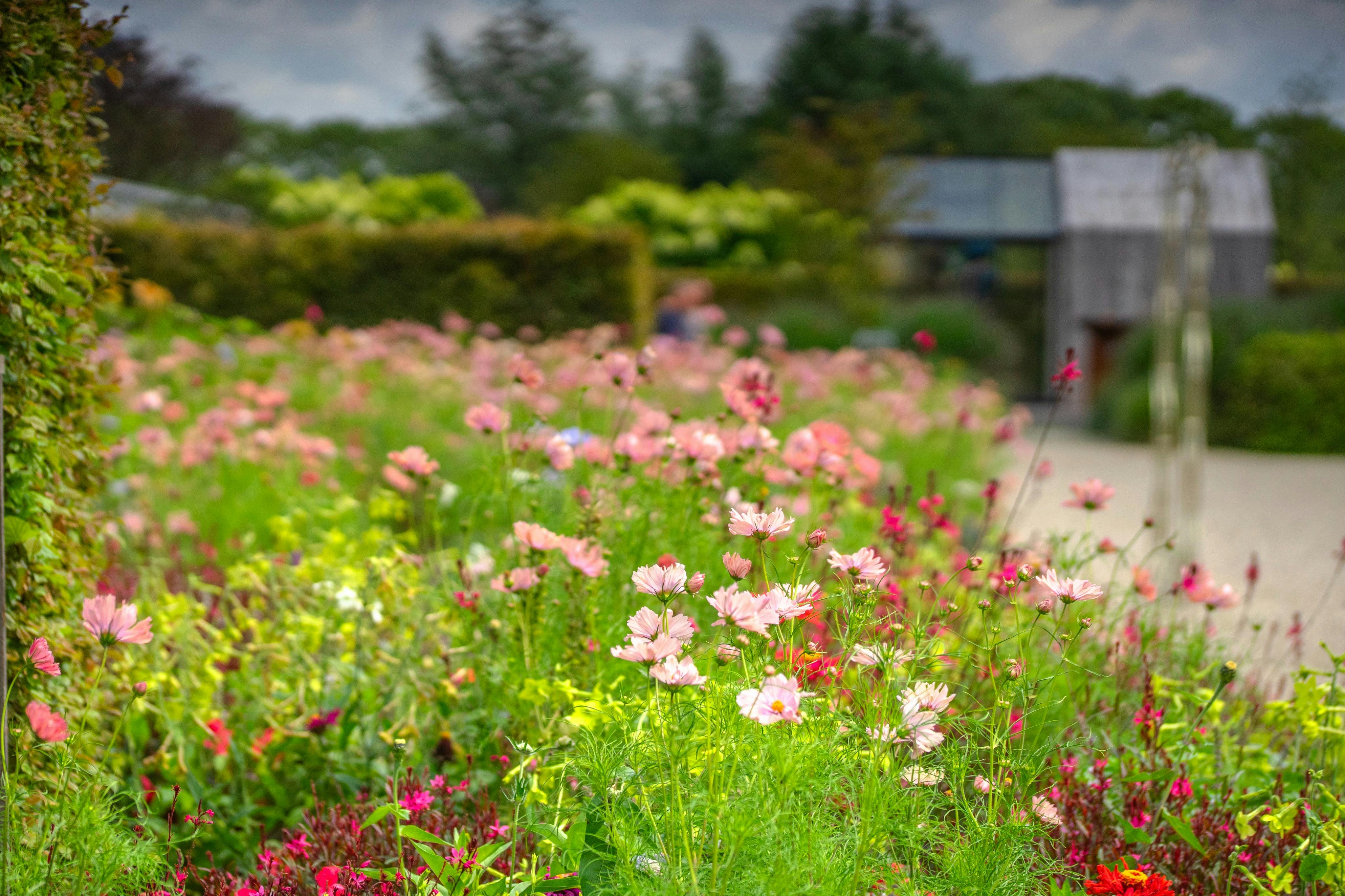 Flowerpark Appeltern的花坛。