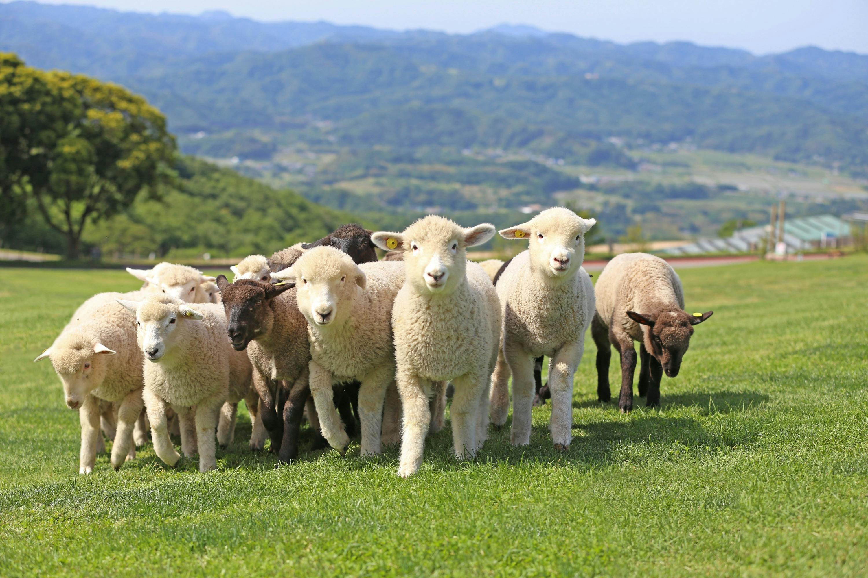 A group of sheep standing on a green grass field with hills and trees in the background under a clear sky.
