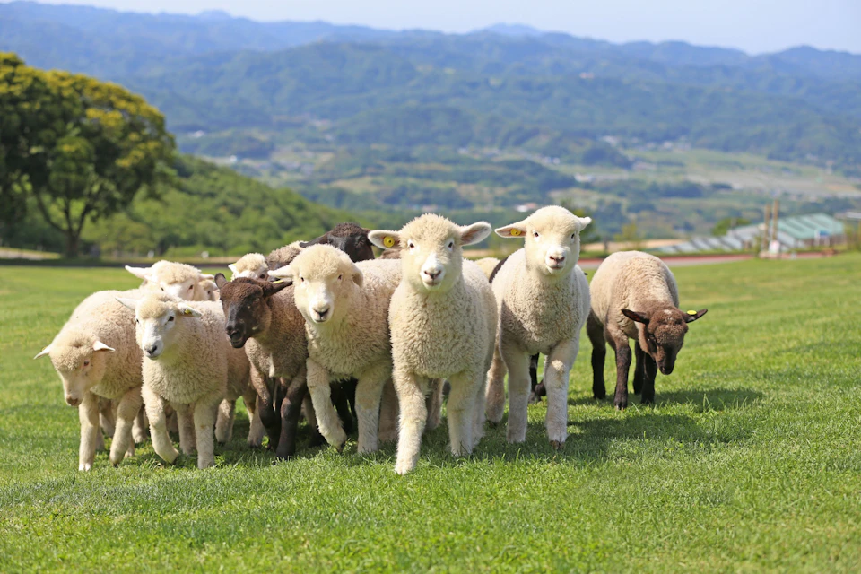 A group of sheep standing on a green grassy field with a scenic hilly landscape in the background.