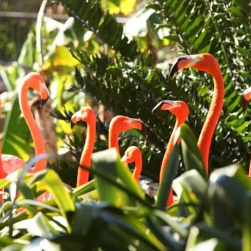 Jungle Island: Entry Ticket - Photo 8
