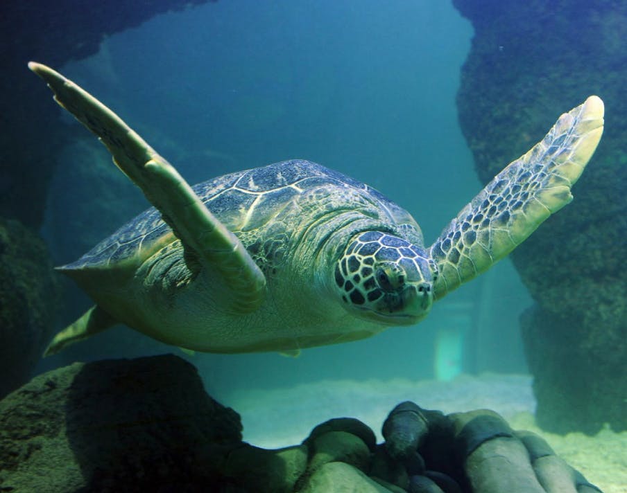Una tortuga marina nada sota l'aigua a prop de roques en un entorn clar i de color blau.