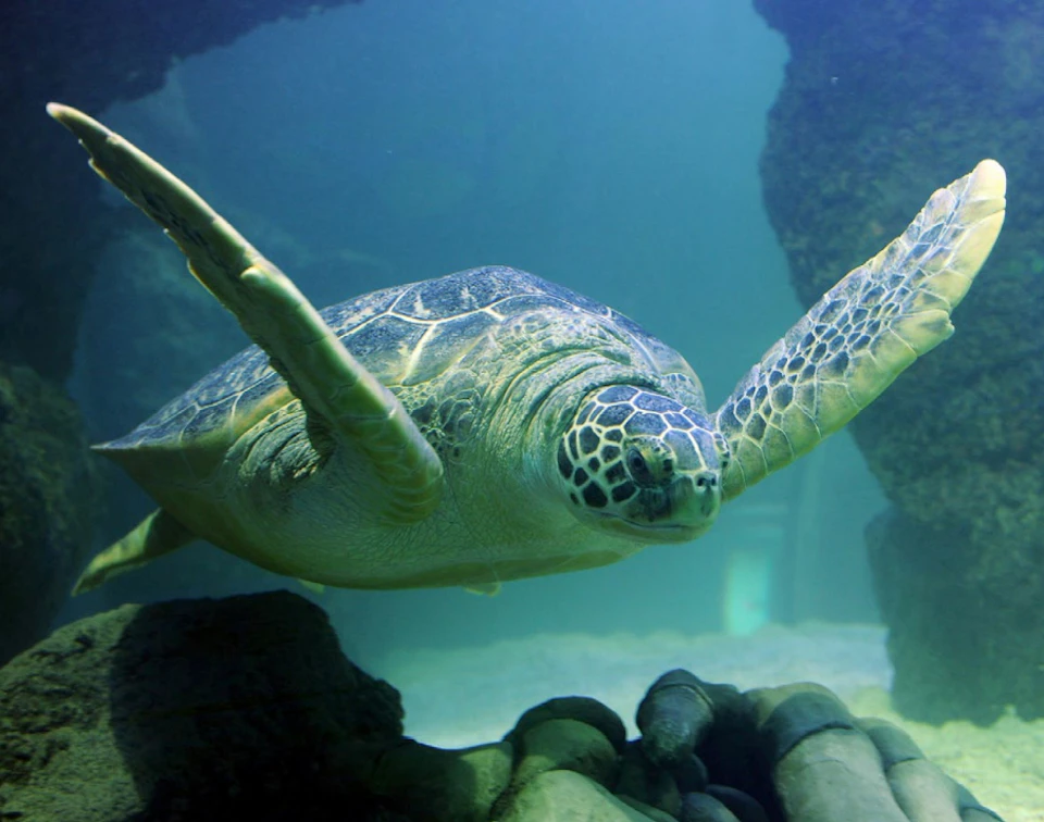 A sea turtle swims underwater near rocks in a clear, blue-tinted environment.
