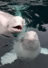 Santuari de balenes Beluga de SEA LIFE TRUST
