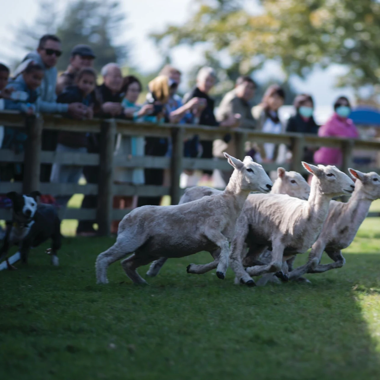 Sheep running in a grassy area during a race, with spectators watching behind a wooden fence.