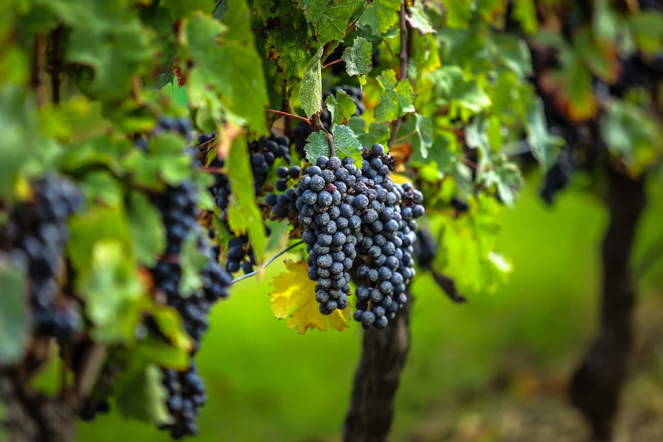 Wine