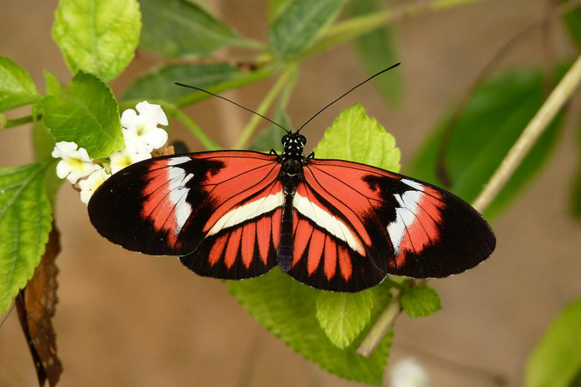 La serre aux papillons